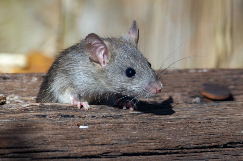 Lassa Fever: NCDC intensifies response as cases and deaths heighten