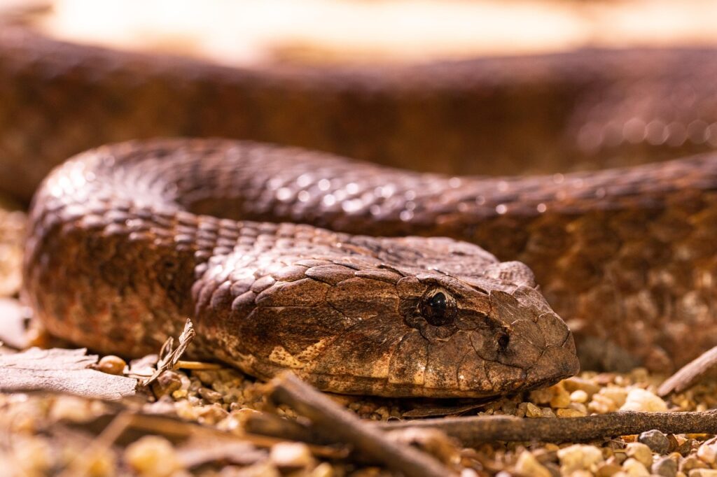 India: Dead snake in school lunch poison dozens of children? Authorities investigate