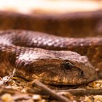 India: Dead snake in school lunch poison dozens of children? Authorities investigate