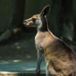 Australia: Kangaroo ‘tries to drown’ man in Port Macquarie during fight