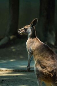 Australia: Kangaroo 'tries to drown' man in Port Macquarie during fight