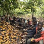 ‘Cocoa Boom of 2024 -Ebi Onipawa’: Presidency shares article on ‘silent agricultural revolution taking place under President Tinubu’