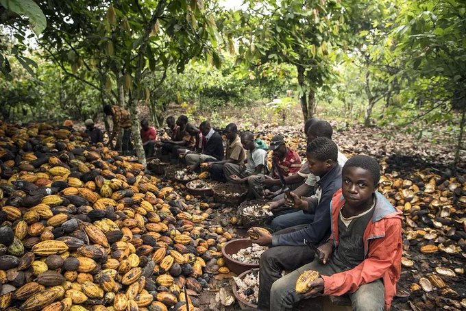 ‘Cocoa Boom of 2024 -Ebi Onipawa’: Presidency shares article on ‘silent agricultural revolution taking place under President Tinubu’
