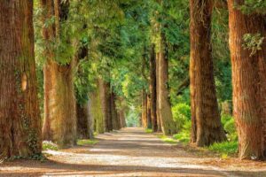 Five children rushed to hospital after tree falls in park
