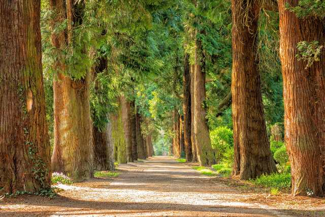 Five children rushed to hospital after tree falls in park