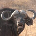 Water buffaloes kill farmer in Oklahoma