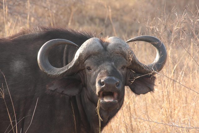 Water buffaloes kill farmer in Oklahoma