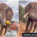 Tourist ignites anger after pouring beer down trunk of elephant in Kenya