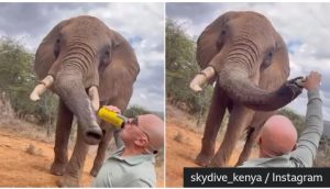 Tourist ignites anger after pouring beer down trunk of elephant in Kenya