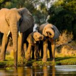 Elephants migrating from Zimbabwe and Botswana cause havoc in Limpopo