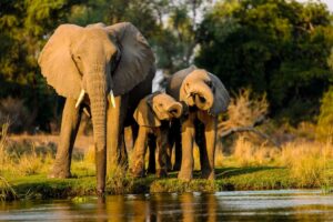 Elephants migrating from Zimbabwe and Botswana cause havoc in Limpopo