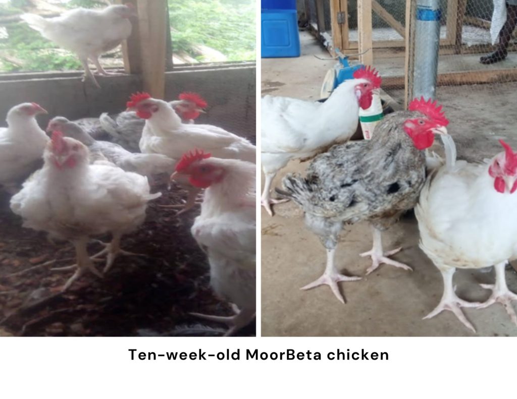 Nigeria approves new indigenous meat-type chicken ‘MoorBeta’