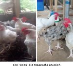 Nigeria approves new indigenous meat-type chicken ‘MoorBeta’