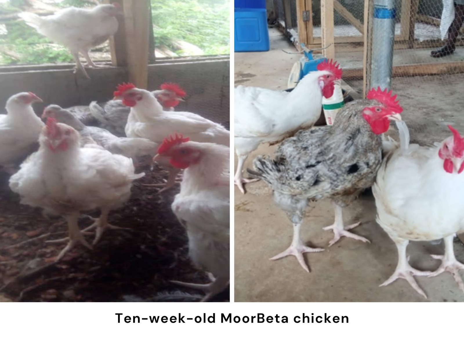 Nigeria approves new indigenous meat-type chicken 'MoorBeta'