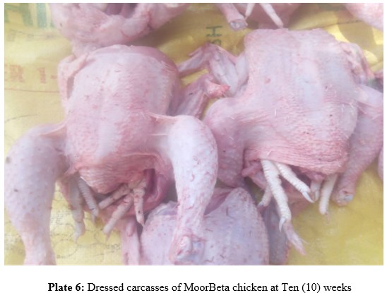 Nigeria approves new indigenous meat-type chicken 'MoorBeta'