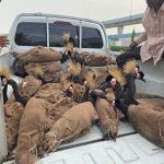 NCS intercept endangered wildlife species and smuggled goods in Maiduguri 3 NCS intercept endangered wildlife species and smuggled goods in Maiduguri