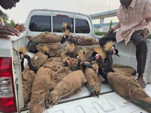 NCS intercept endangered wildlife species and smuggled goods in Maiduguri