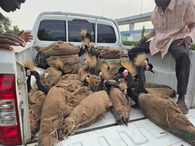 NCS intercept endangered wildlife species and smuggled goods in Maiduguri 7 NCS intercept endangered wildlife species and smuggled goods in Maiduguri