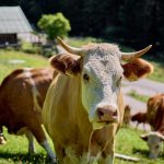 FG launches multi-state action against tsetse-borne diseases to protect livestock and public health