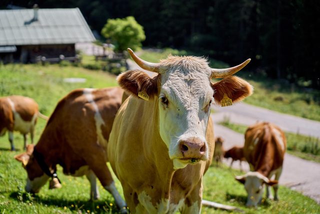 FG launches multi-state action against tsetse-borne diseases to protect livestock and public health