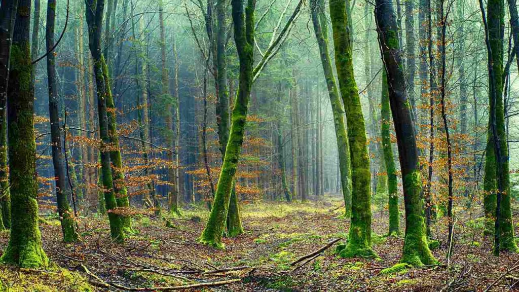 Climate Change: 5 ways to live a more climate-friendly life 1 Climate Change: 5 ways to live a more climate-friendly life