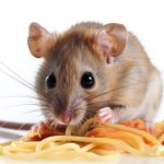 What is Hantavirus that transmits to human from infected rodents?