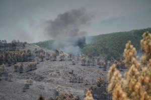 Wildfires: Blaze chars 12,000 hectares in central Spain's Guadalajara province